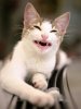Big_Cat_Smile.jpg