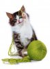 Cat_-_Order.jpg