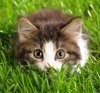 Cat_breeds_-_Maine_coon.jpg
