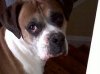 Picture Hound.jpg