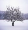 Snow-TREE-11.jpg