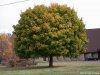 acer-platanoides-9.jpg