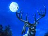 deer-night-moon-deer-buck-antlers-sky.jpg