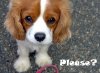 Sweet-Puppy-Please-Image.jpg