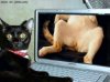 Bad puddy cat.jpg