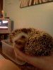 hedgie.jpg