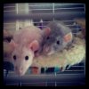 rats.jpg