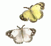 z36640644.gif