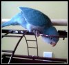 bird a.jpg
