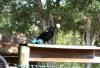 crow1.jpg