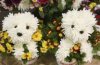 puppy%20bouquet%203.jpg