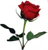 redrose.jpg
