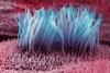 getty_rm_photo_of_cilia_in_lung.jpg