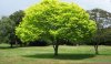 Free-Tree-594x350.jpg