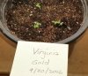 Virginia Gold Seedlings 9.30.2016 downsize.jpg