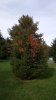 IMG_20161011_150059.jpg