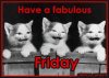 fabulous_friday_kittens_dc-11b294b1118e4debc2ad734855a3a18c.jpg