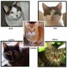 5cats600.jpg