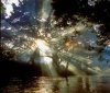 sun-burst-through-fig-350.jpg