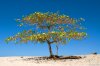 shade_tree_on_the_beach_4069.jpg