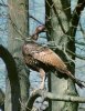 roosting.jpg