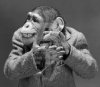 clapping monkey.jpg