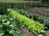 garden.jpg