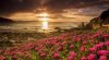 flowers at beach.jpg
