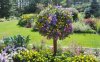 summer-garden.jpg