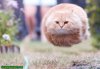 funny-flying-cat1.jpg