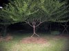 Person-tree.jpg