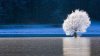 Frozen tree.jpg