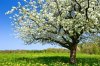 9306606-blossoming-tree-in-spring-on-rural-meadow.jpg