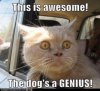 cathheadoutofwindow.jpg