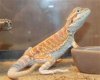 newbabycallisto.jpg