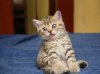 derp_kitten.jpg