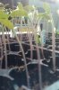 Tomato-Jungle.jpg