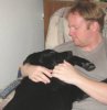 Lapdog.jpg