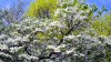 dogwood_1_04_15_2017_1.jpg