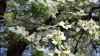 dogwood_1_04_15_2017_2.jpg
