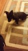 Ozzy sitting good ears.jpg