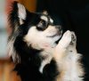 dog prayer.jpg