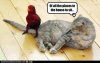 birdoncattail.jpg