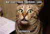 cat-dont-look-behind1.jpg