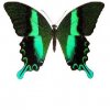butterfly6animation.jpg