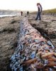 geoduck colony.jpg
