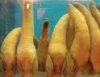 geoduck04.jpg