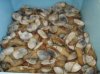 geoducks2.jpg