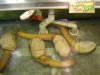 geoducks[1].jpg