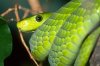 grn mamba 3.jpg